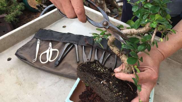 BONSAI, la naturaleza al alcance de tu mano | 12 de Diciembre 2018